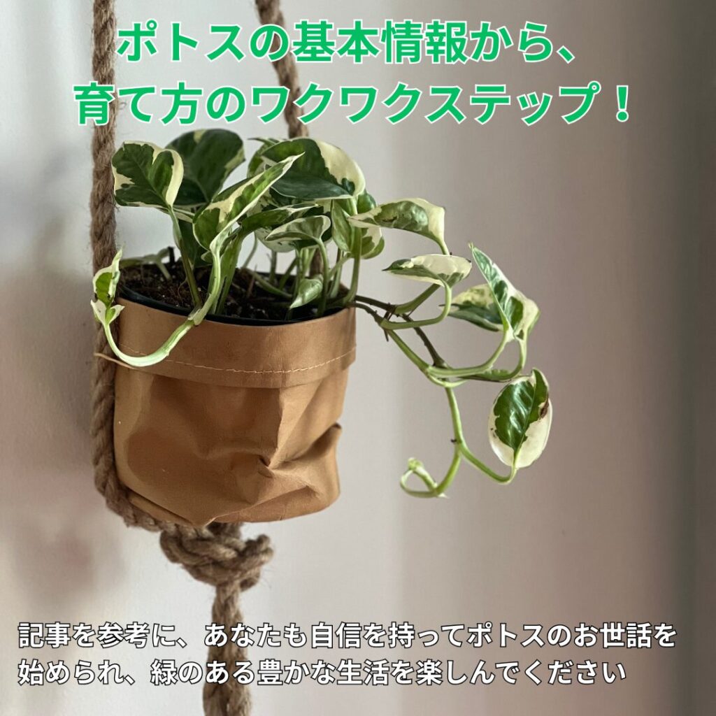 初心者向け！ポトスを健康に育てる6つのステップ
