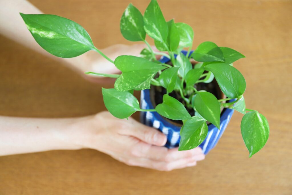 ポトスは、観葉植物の中でも特に人気が高く、初心者にも育てやすいポトスの基本的な情報が分かります。 さらに、寒い冬でもポトスを元気に育てるための具体的な方法