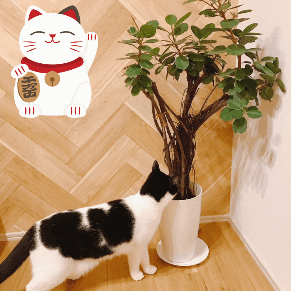 ガジュマルは、沖縄では「多幸の木」として親しまれていて、力強い生命力が魅力なんです。
風水では「陰」のエネルギーを持っていて、
部屋の中にやさしくて穏やかな空気をもたらしてくれます。