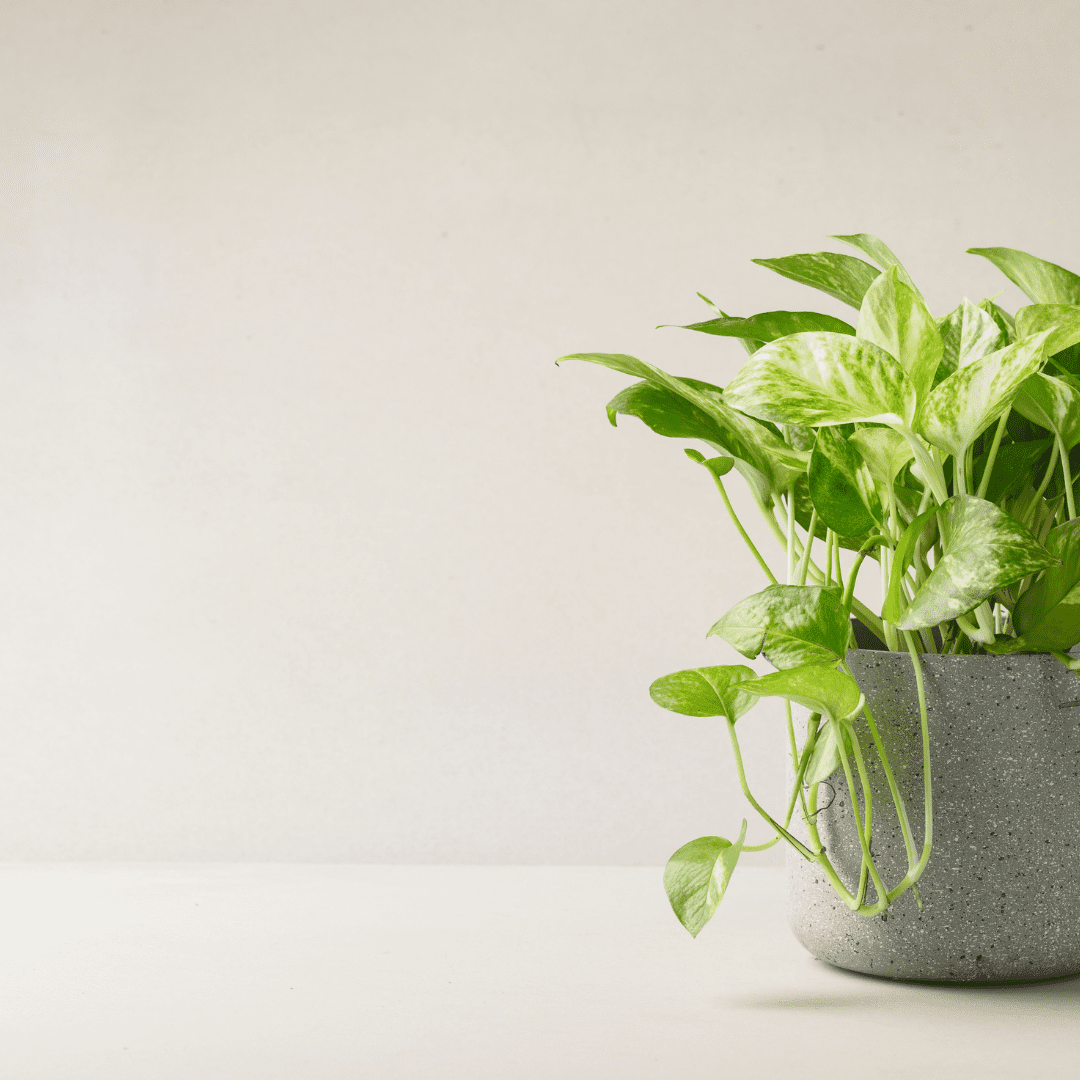 ポトスの育て方と風水効果｜初心者に人気の観葉植物ガイド