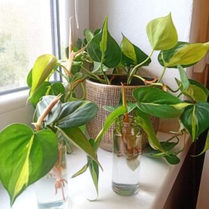 ポトスは耐陰性があり、室内の明るい日陰でも元気に育つ観葉植物です。 葉の色や模様も美しく、インテリア性が高いのが魅力です。