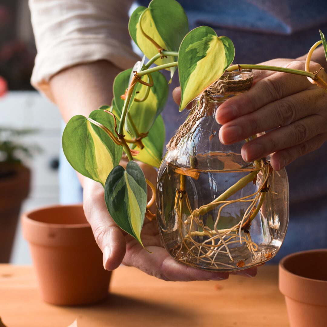 ポトスの最終章: 魅力的な観葉植物の全てをまとめて紹介