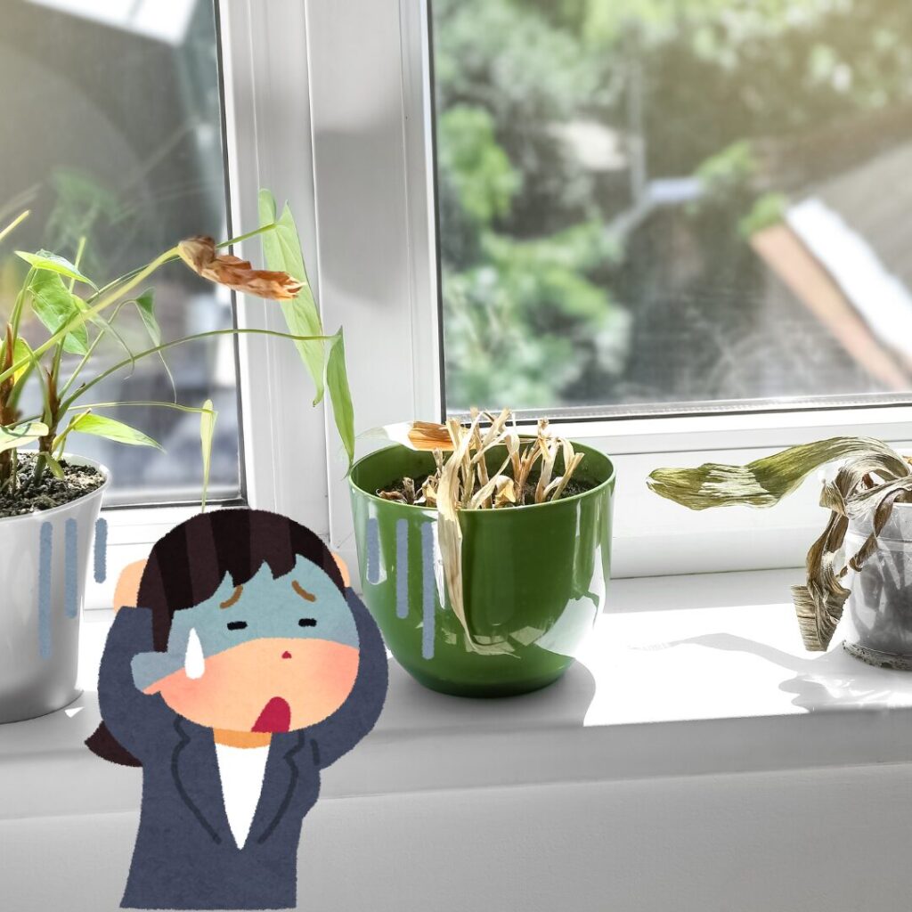 観葉植物育成よくある失敗とその対策