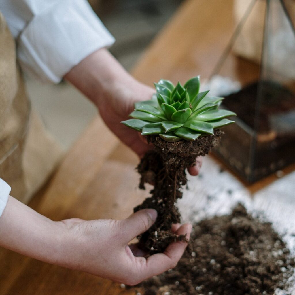 植替え