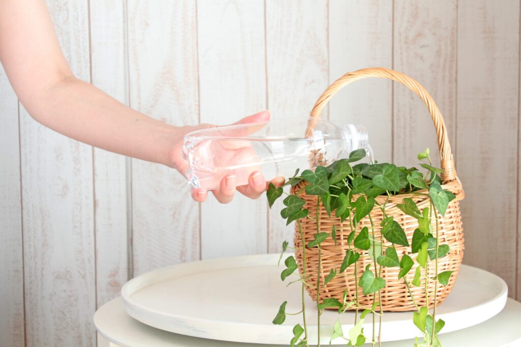 観葉植物を長く楽しむための管理方法