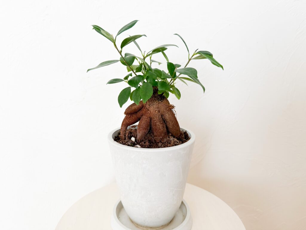 ガジュマルは「幸せを呼ぶ木」として人気の観葉植物なんですよ。