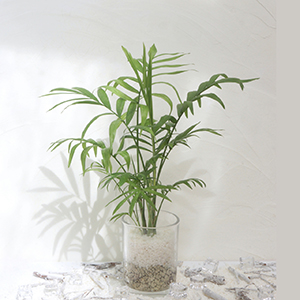 テーブルヤシの育て方と風水効果｜癒しの観葉植物ガイド