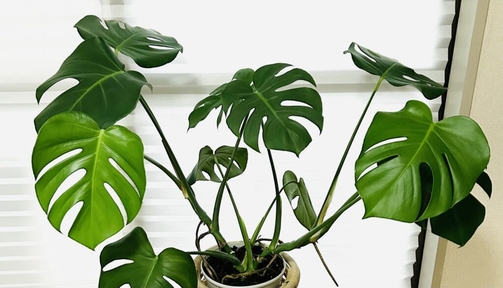 風水では「良い気を引き寄せる植物」とされていて、寝室に置くと心地よい空間にしてくれます。