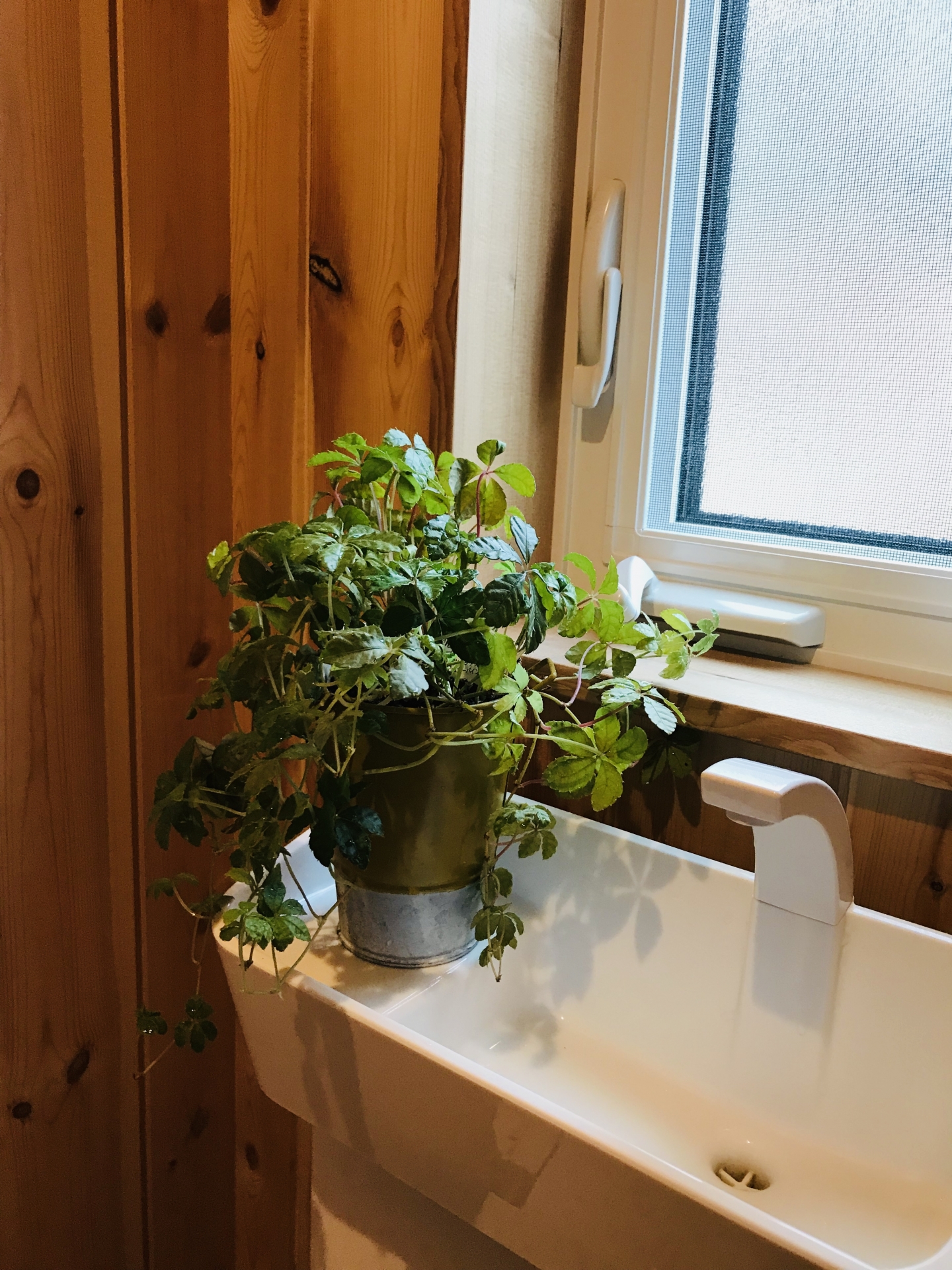 私がトイレに観葉植物を置いて実感した風水効果と癒しの空間作り