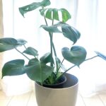 モンステラの大きな葉は、気の流れをスムーズにしてくれると風水で考えられています。