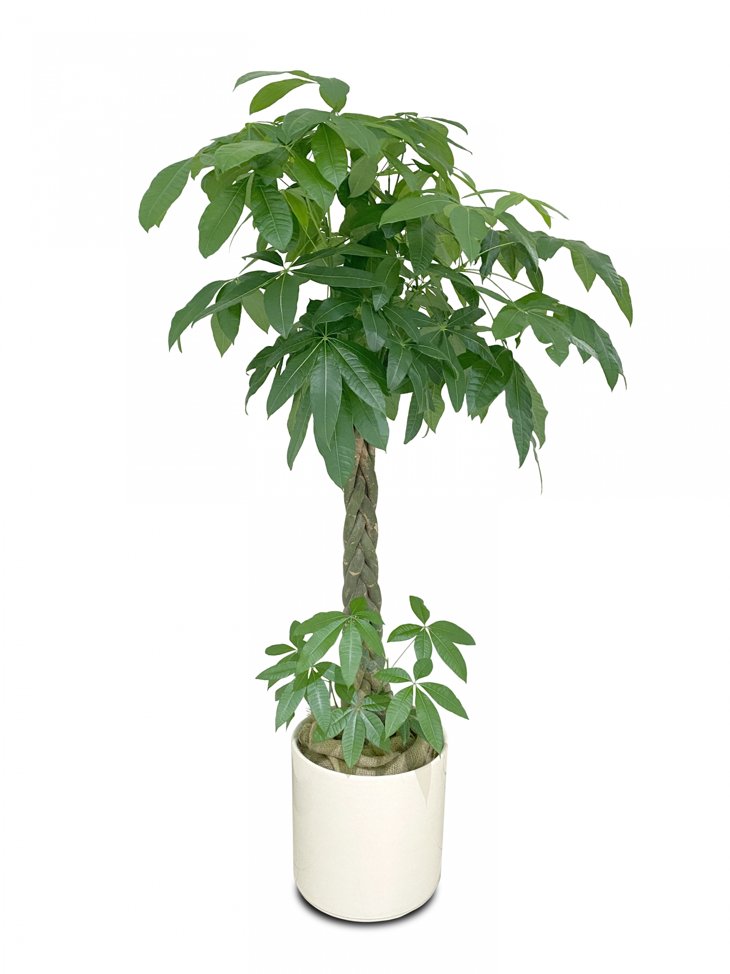 パキラは南米原産で、乾燥に強く、管理がラクな植物なんですよ。 成長すると2m以上になることもあり、初心者の方にもぴったりです。 幹を編み込んだ「ねじりパキラ」は見た目が個性的で、インテリアにも映えるんです。