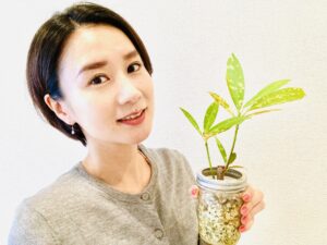 パキラは、伸びすぎた枝や枯れ葉をカットして風通しを良くしましょう。 消毒したハサミを使って、切り口からの病気を防ぐのもポイントです。
