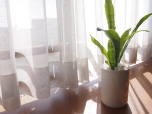 サンスベリアで運気アップ