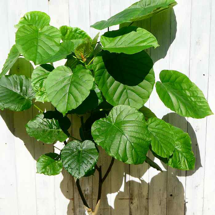 大きなハート型の葉っぱが特徴のウンベラータは、家族運を良くしてくれる植物なんですよ。