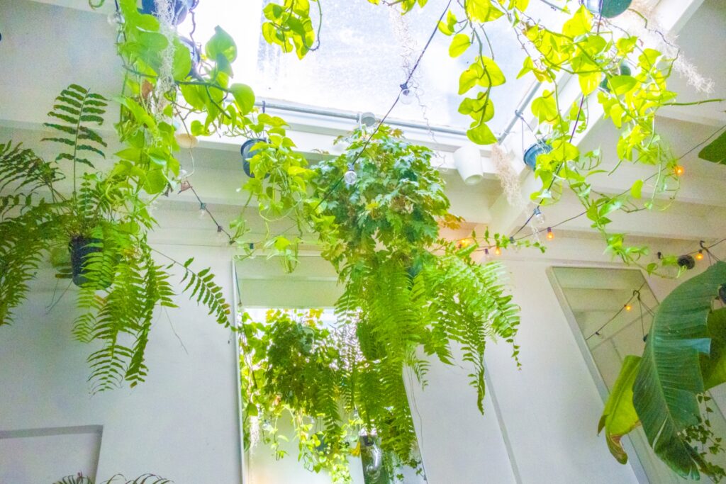 風水的におすすめの観葉植物