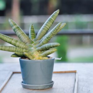 分厚い葉と独特の模様が目を引くボンタエは、育てやすさと希少価値を兼ね備えています。