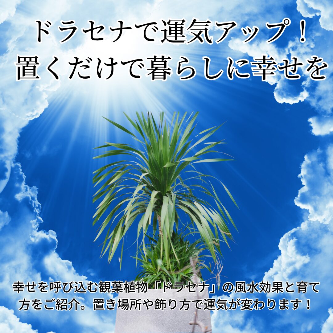 ドラセナの風水効果と育て方：運気アップに役立つ配置とお手入れ術