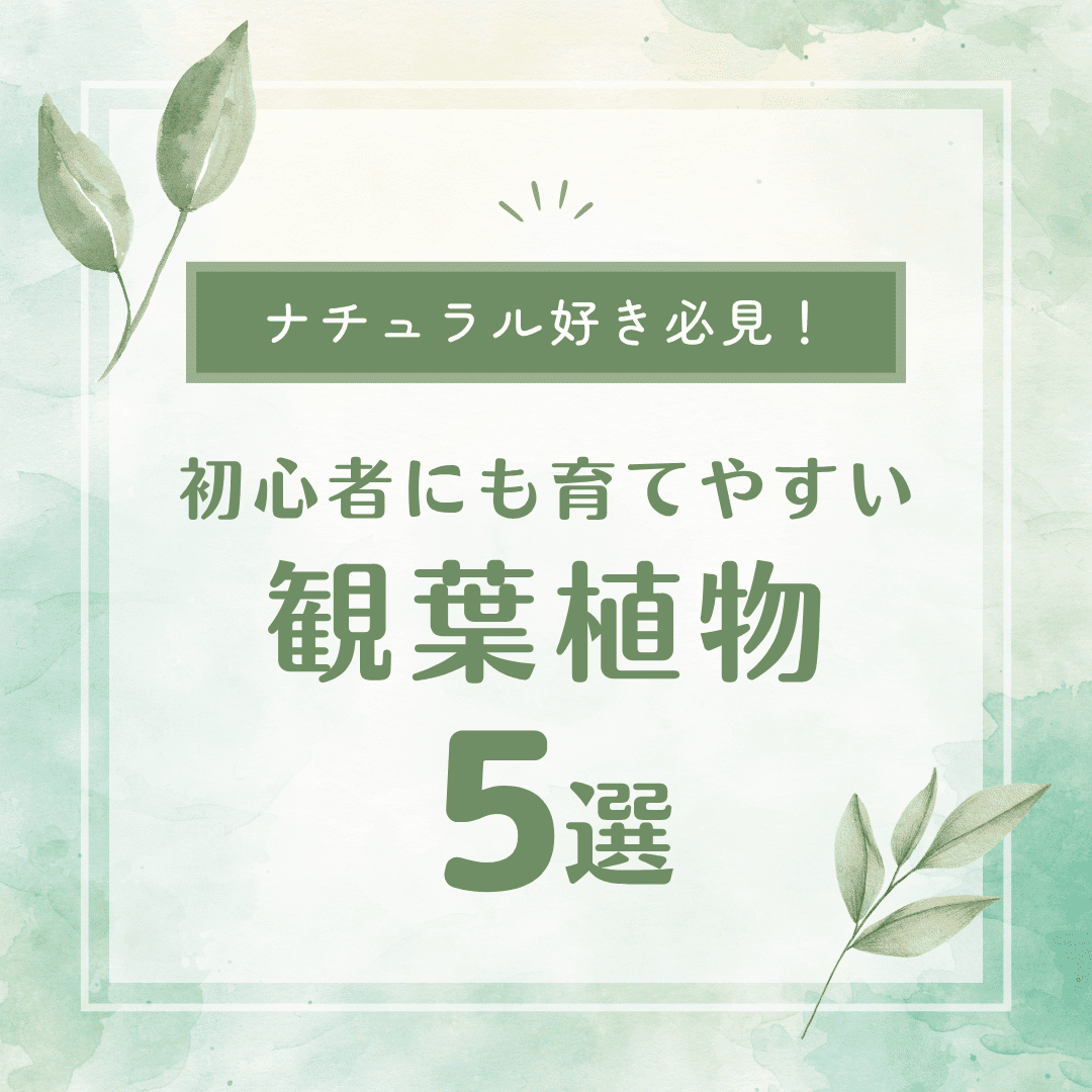 初心者向け観葉植物：水やりが簡単で育てやすい人気5選