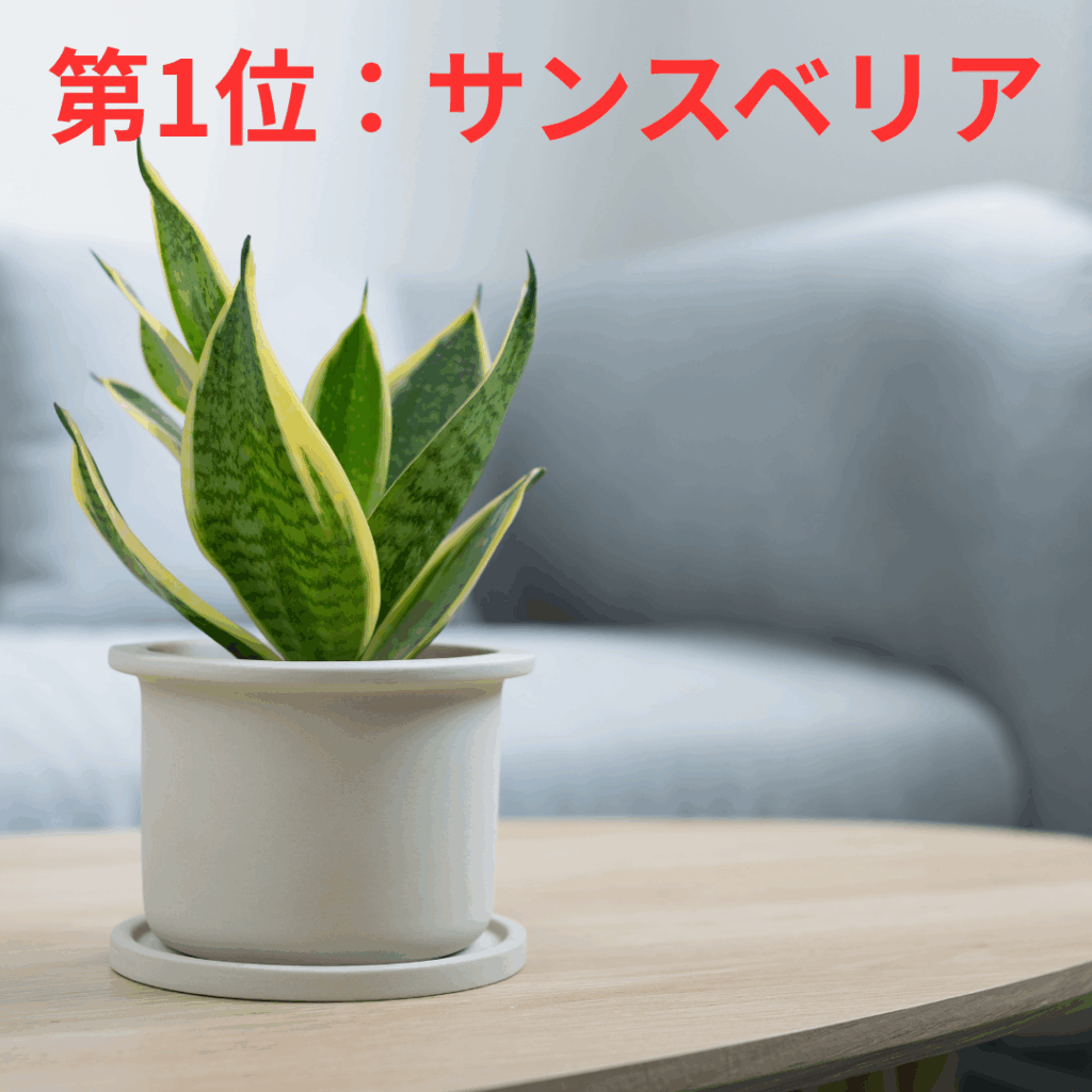 サンスベリアは丈夫で枯れにくく、水やりも土が乾いてからでOK！