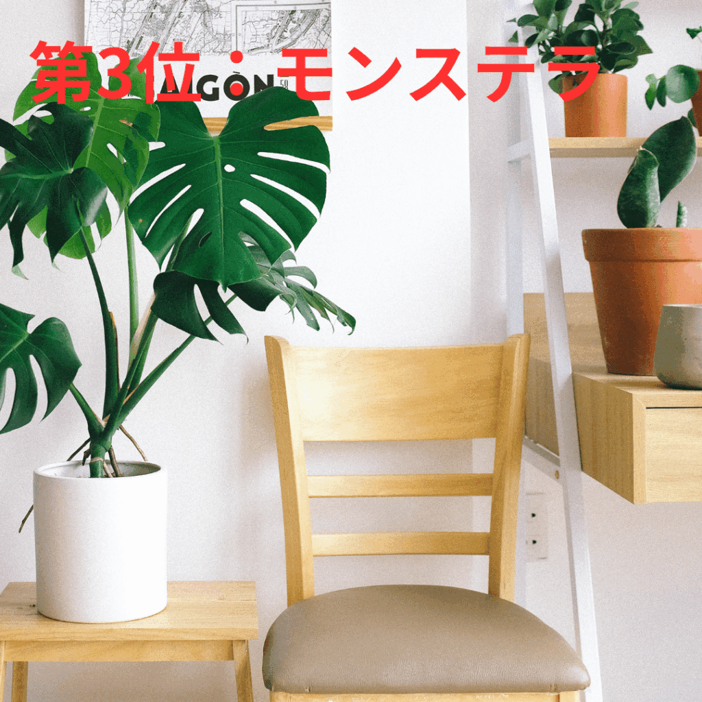 おしゃれな葉が特徴のモンステラは、インテリアの主役にもなれます。