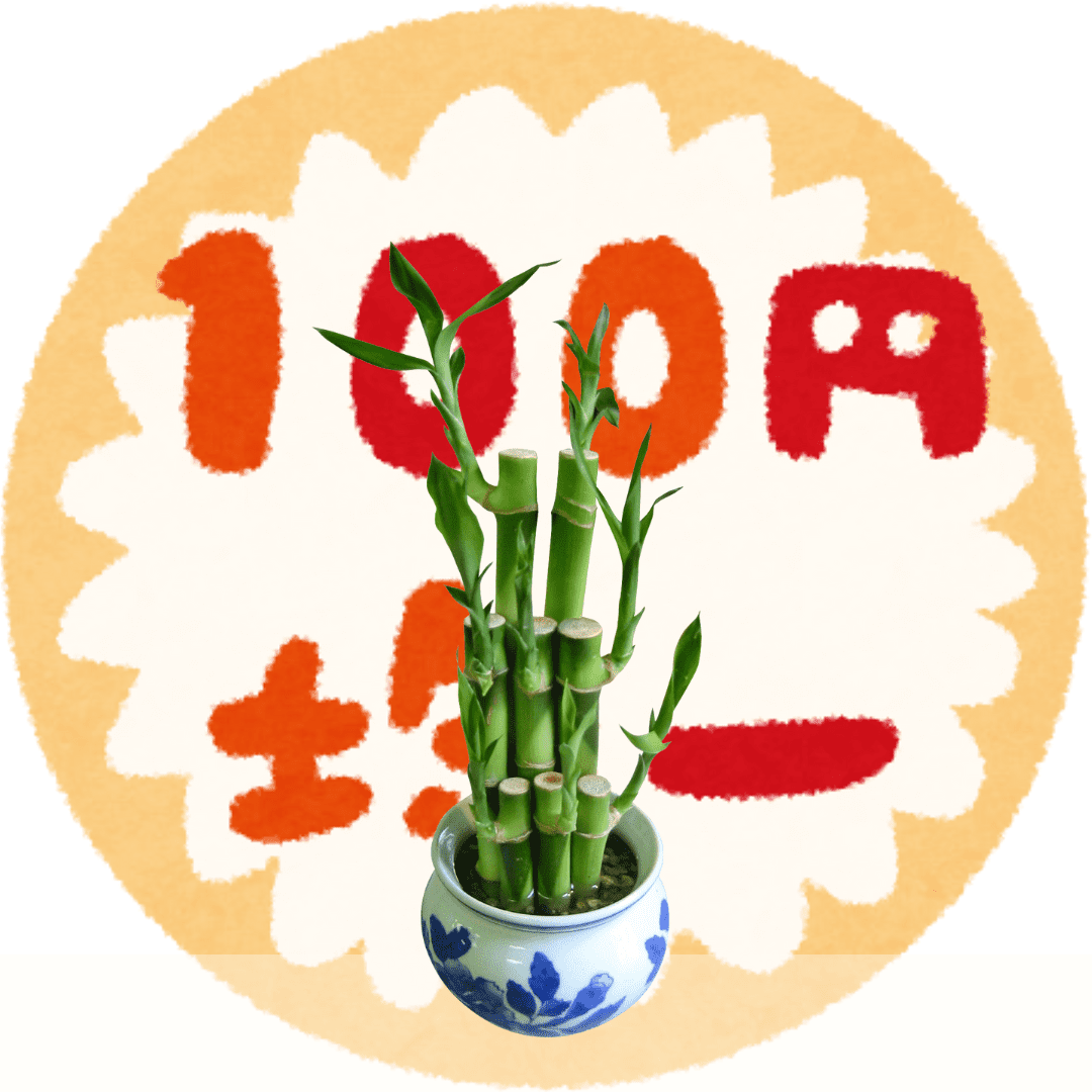 100均ミリオンバンブー水栽培の始め方と育て方！初心者向けインテリア活用法