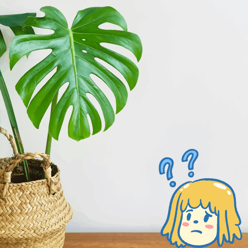 モンステラってどんな植物?