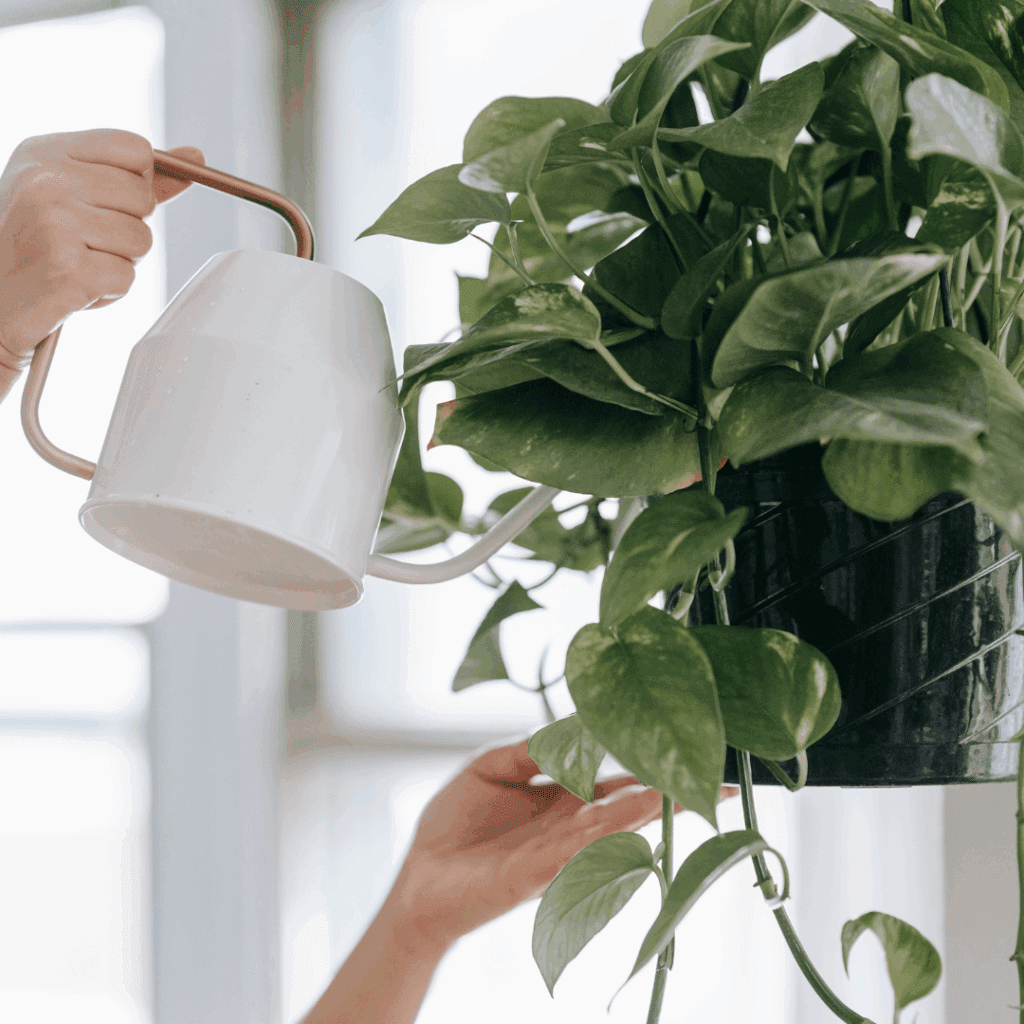 6月は観葉植物の成長期｜お手入れのベストシーズンなんですよ