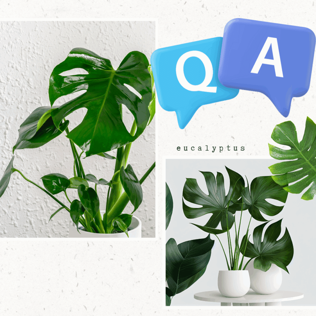 Q. 植え替えの頻度はどれくらいが理想? A. 成長が早い場合は1〜2年に1回が目安です