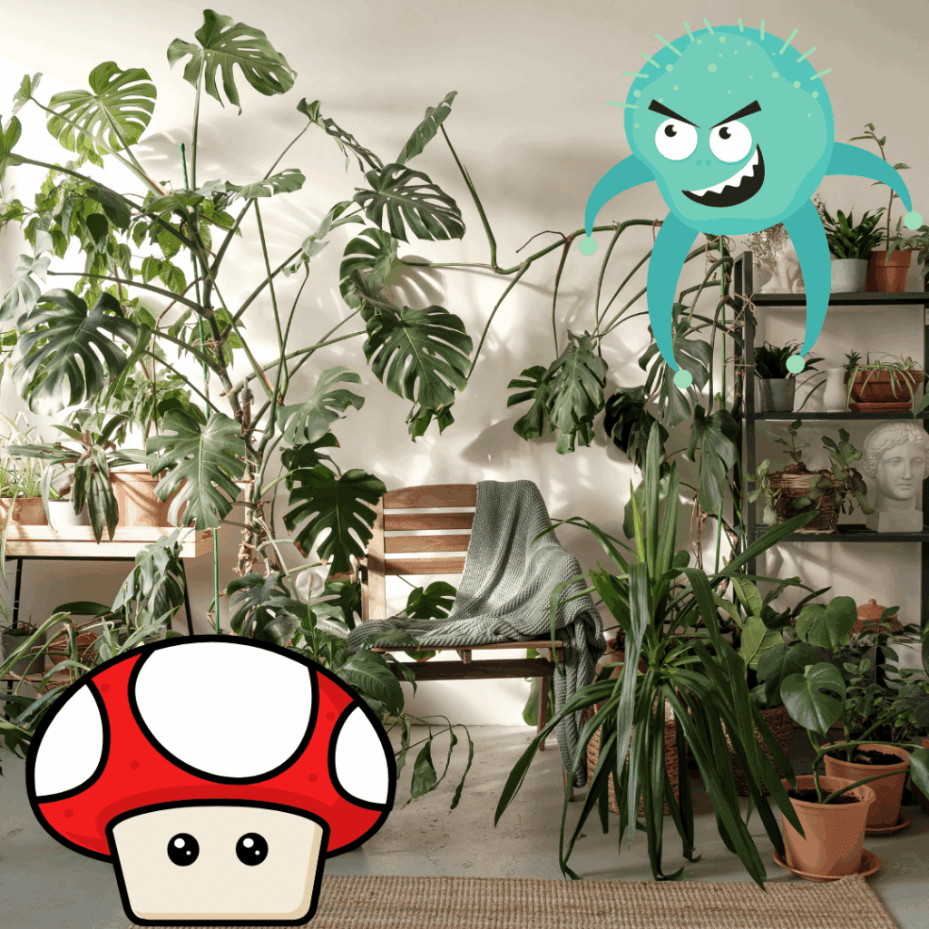 観葉植物の土にカビやキノコが生える原因