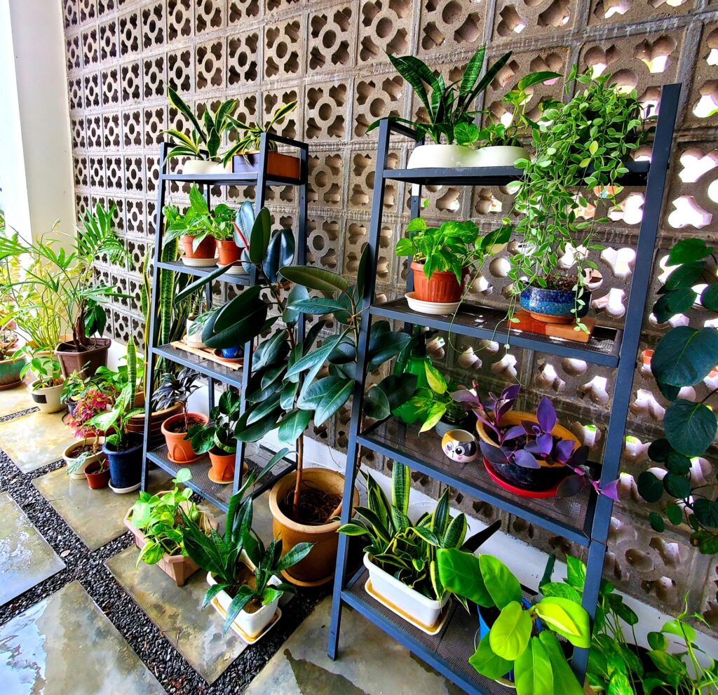 風水ガーデンで運気アップ！おすすめ観葉植物選びと配置術・育て方ガイド