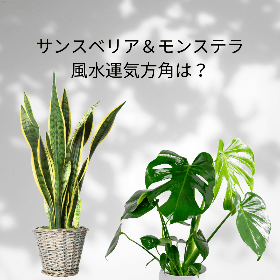 サンスベリアの風水効果とは？