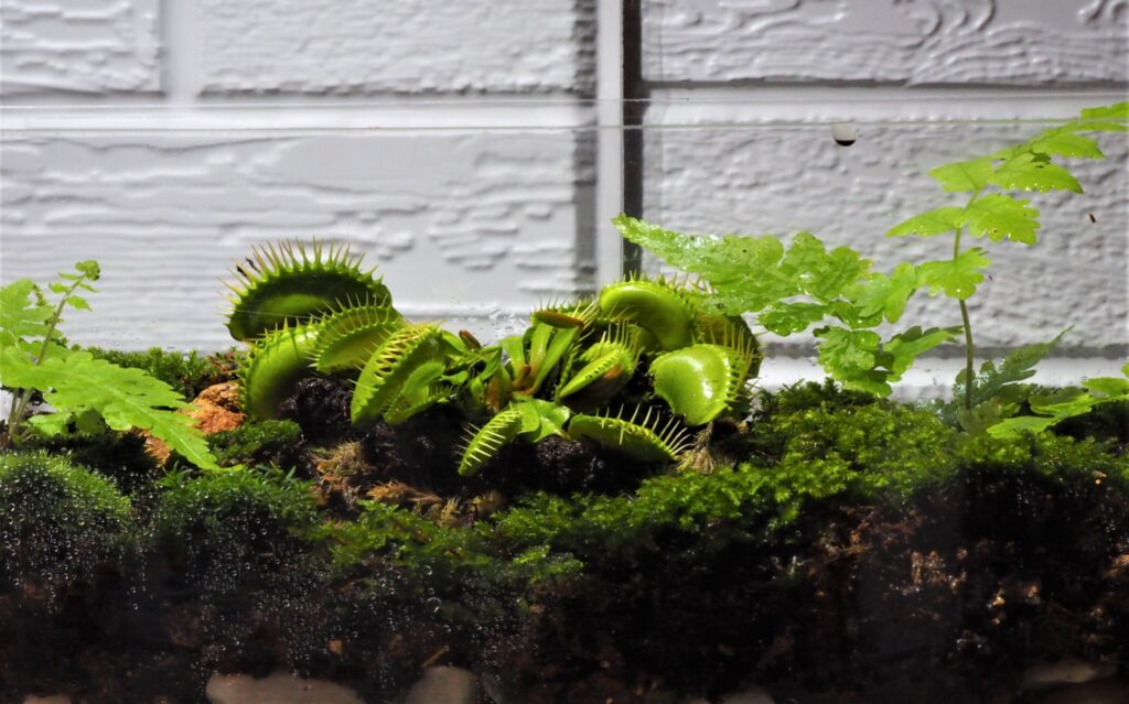 ガラス容器に小さな観葉植物をレイアウトする「テラリウム」は、おしゃれで癒されるインテリアなんですよ。小石や炭、土を順に入れて、多肉植物や苔を植えれば完成。 リビングや寝室に置くだけで、ほっとする空間になります。