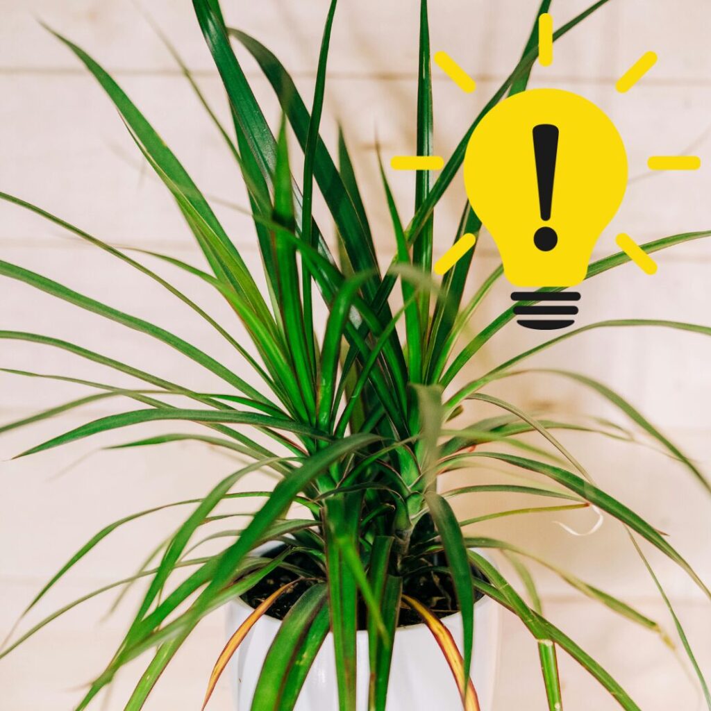 観葉植物を元気に育てるためのヒント