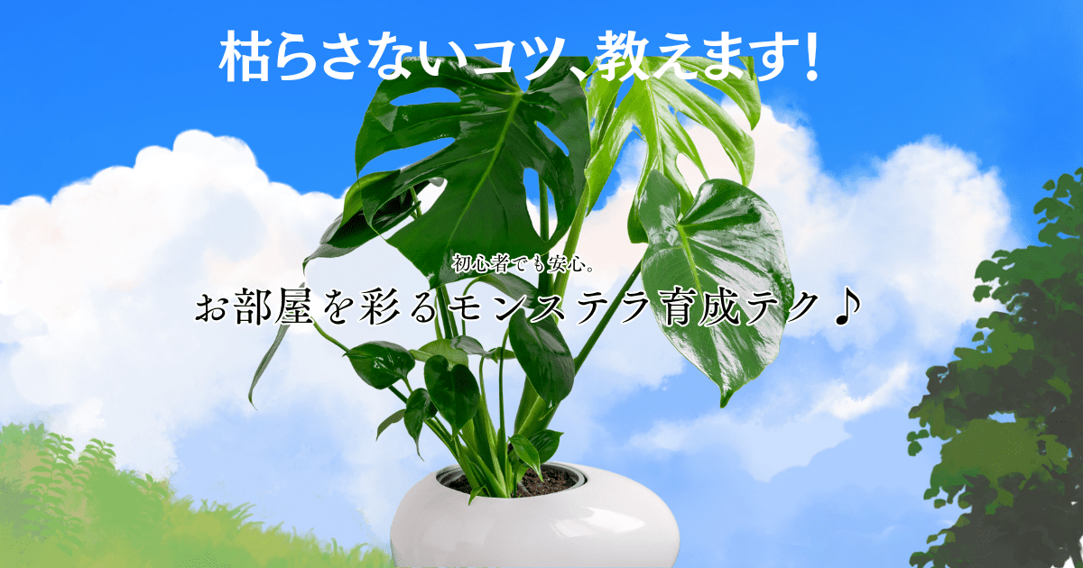 モンステラの育て方完全ガイド｜初心者でも枯らさず楽しめるコツ