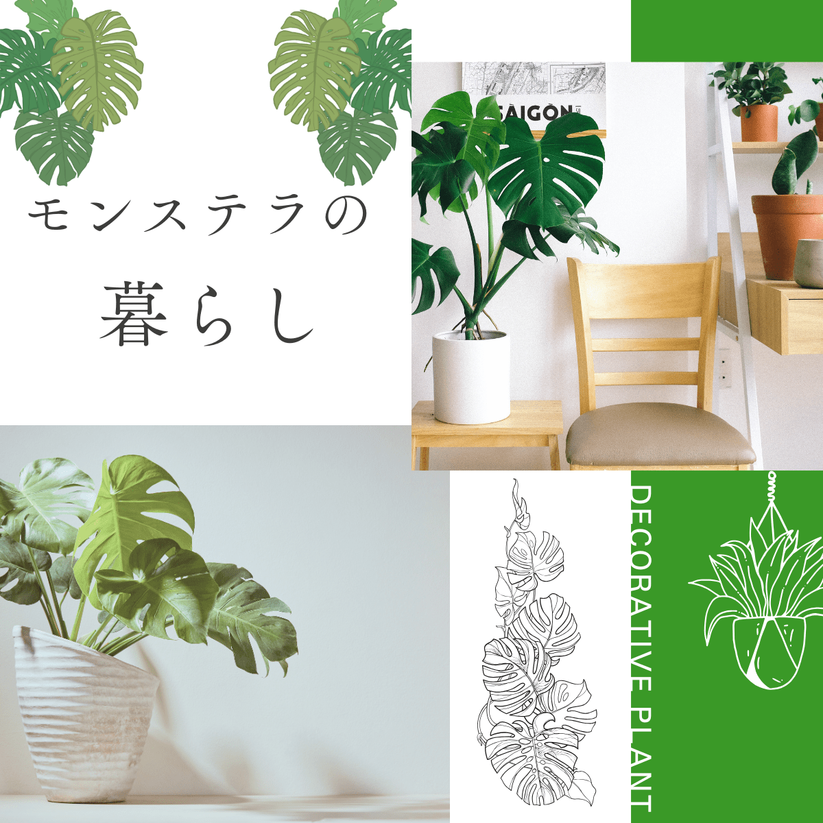 風水 モンステラの置き場所と効果｜金運・健康・運気を上げる方法