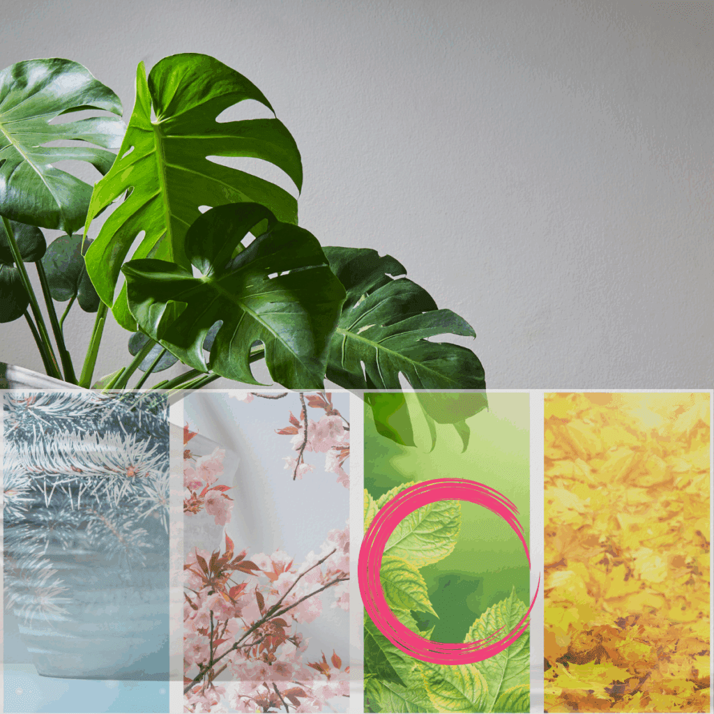 モンステラの植え替えに適しているのは、5月～7月の暖かい時期です。