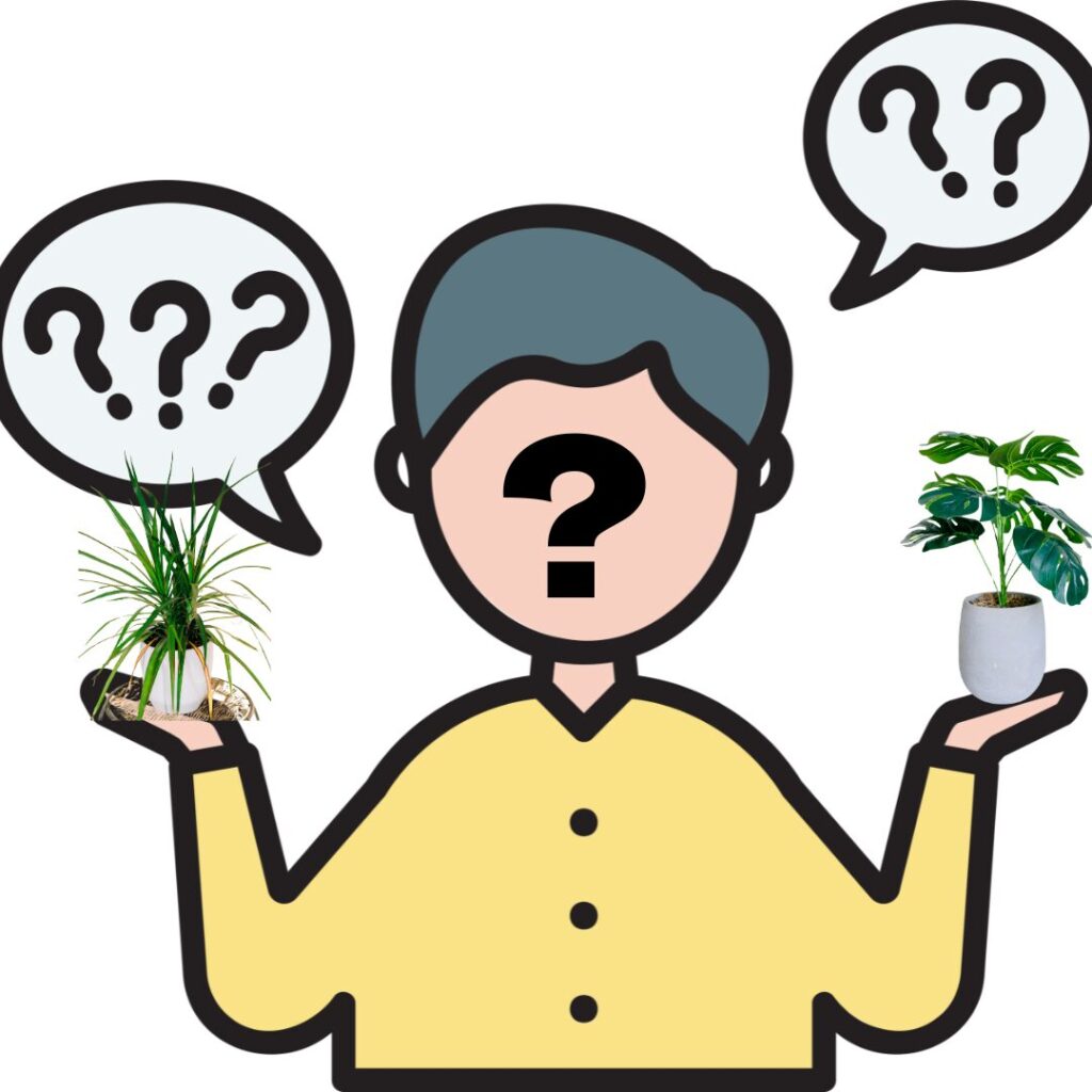 観葉植物が弱った時の、即効性のある対処法