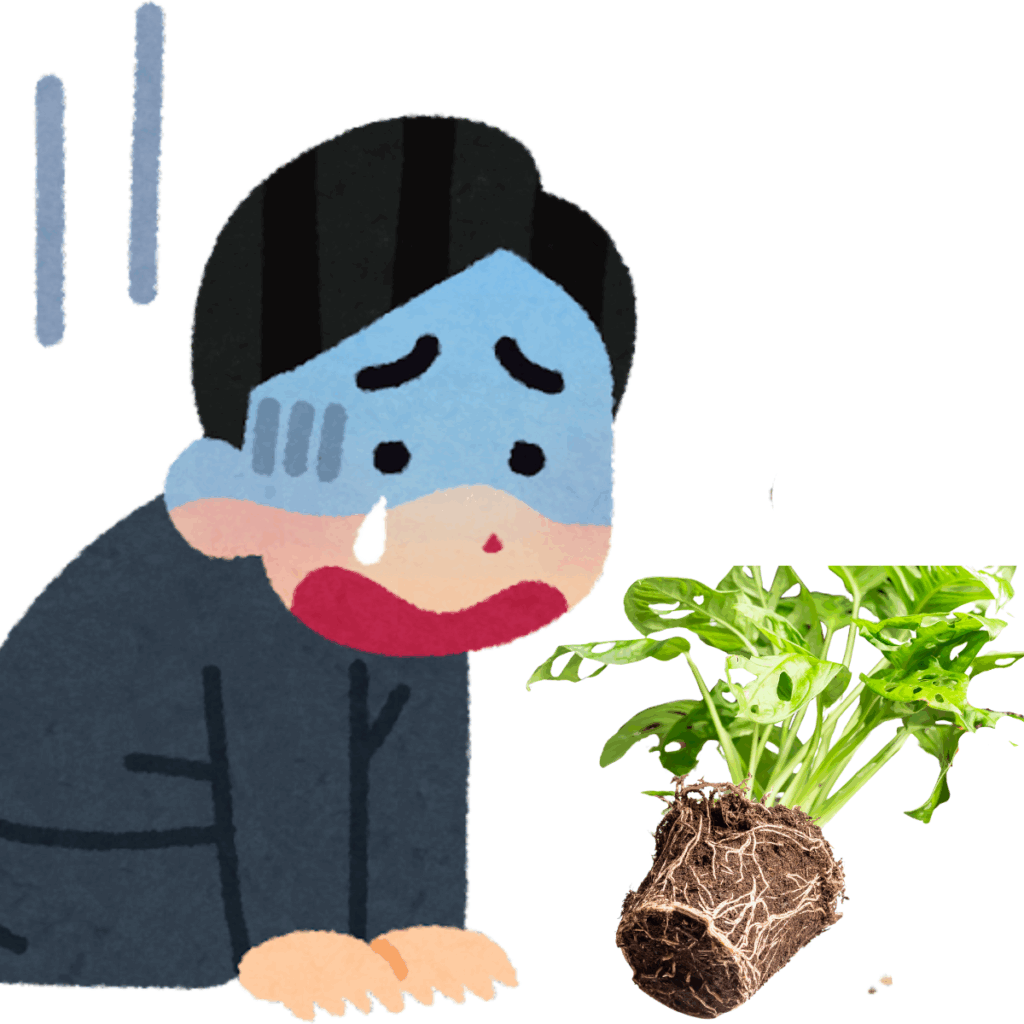その原因は、「鉢を大きくしすぎた」ことでした。 「広い方が根がのびのび育っていいかも！」と、 2回り以上も大きな鉢に植え替えたのですが、これが大間違い。
