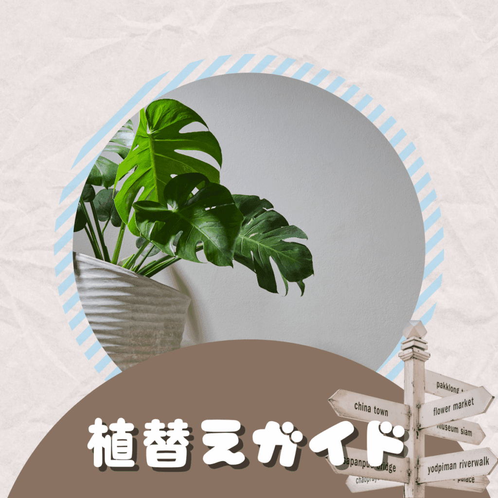 【保存版】モンステラの植え替え時期