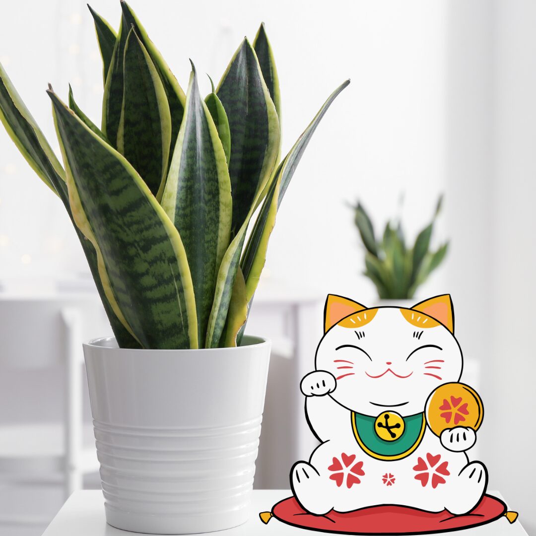 サンスベリアの育て方と風水効果｜初心者安心ガイド
