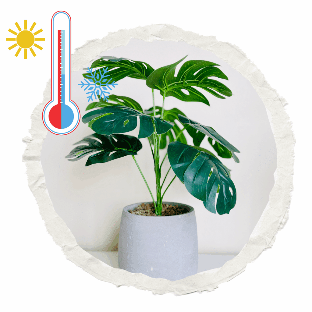 夏の暑さは植物にとって大きなストレスになることがあります。
室温が高くなると、観葉植物は温度の変化に敏感になります。