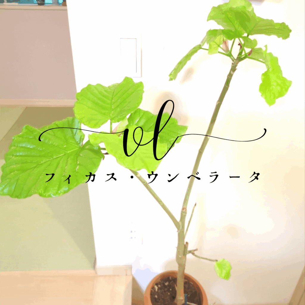 フィカス・ウンベラータは、美しい大きな葉が特徴の観葉植物で、室内での栽培にも適しているため、多くの家庭で愛されています。