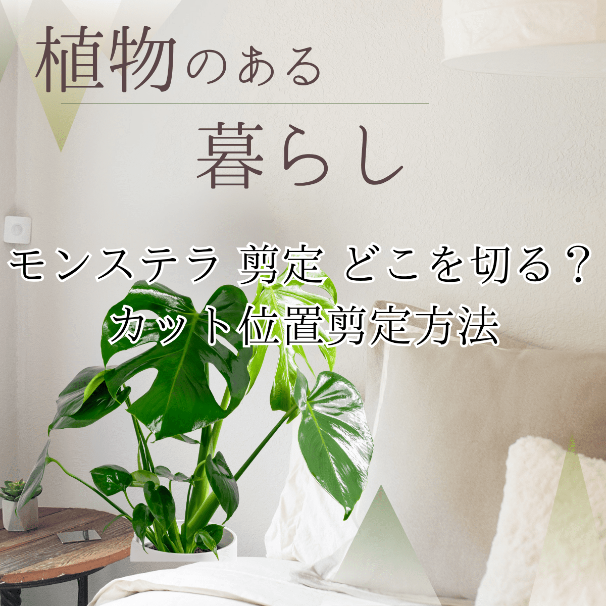 モンステラ 剪定 どこを切る？カット位置剪定方法