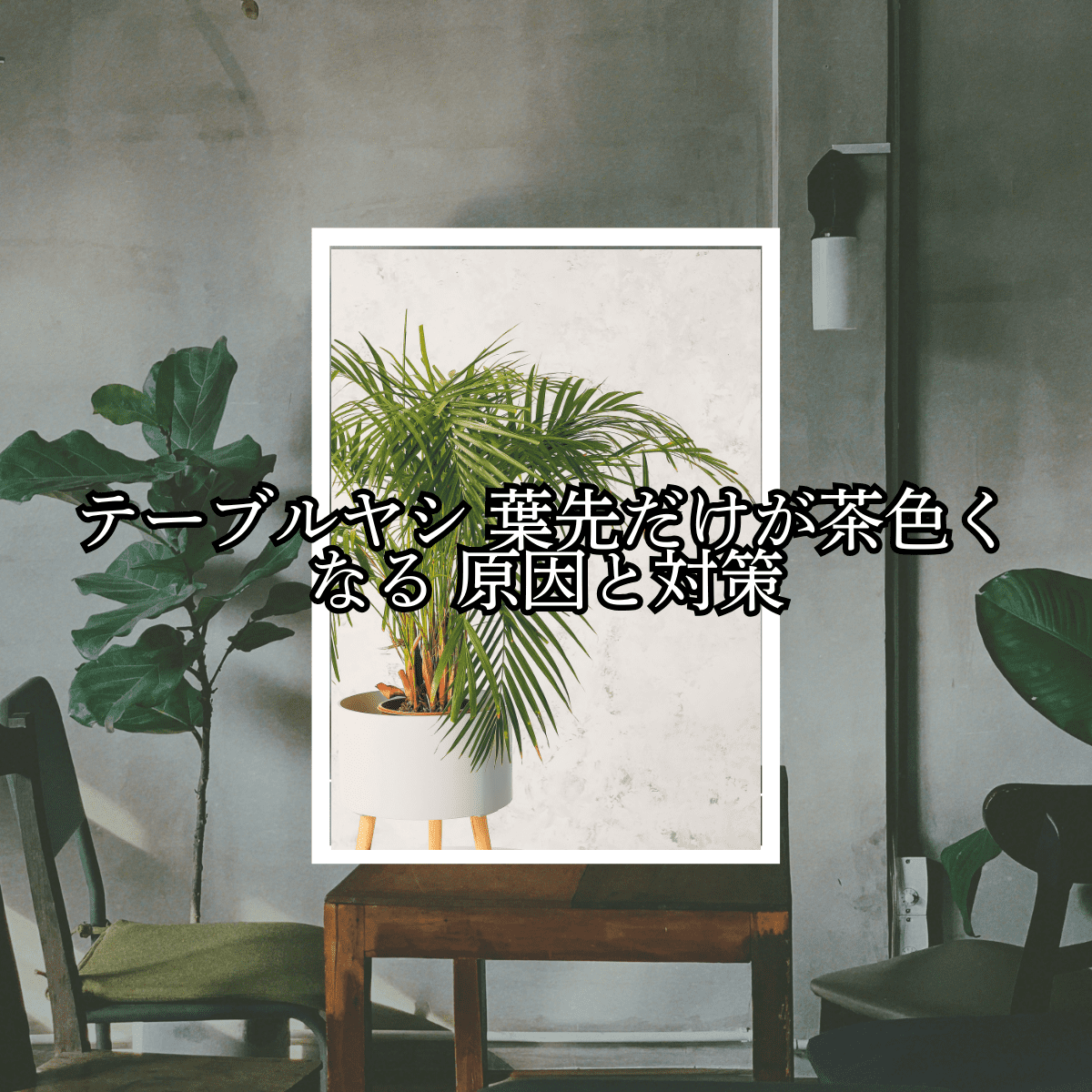 観葉植物 テーブルヤシ 葉先だけが茶色くなる 原因と対策