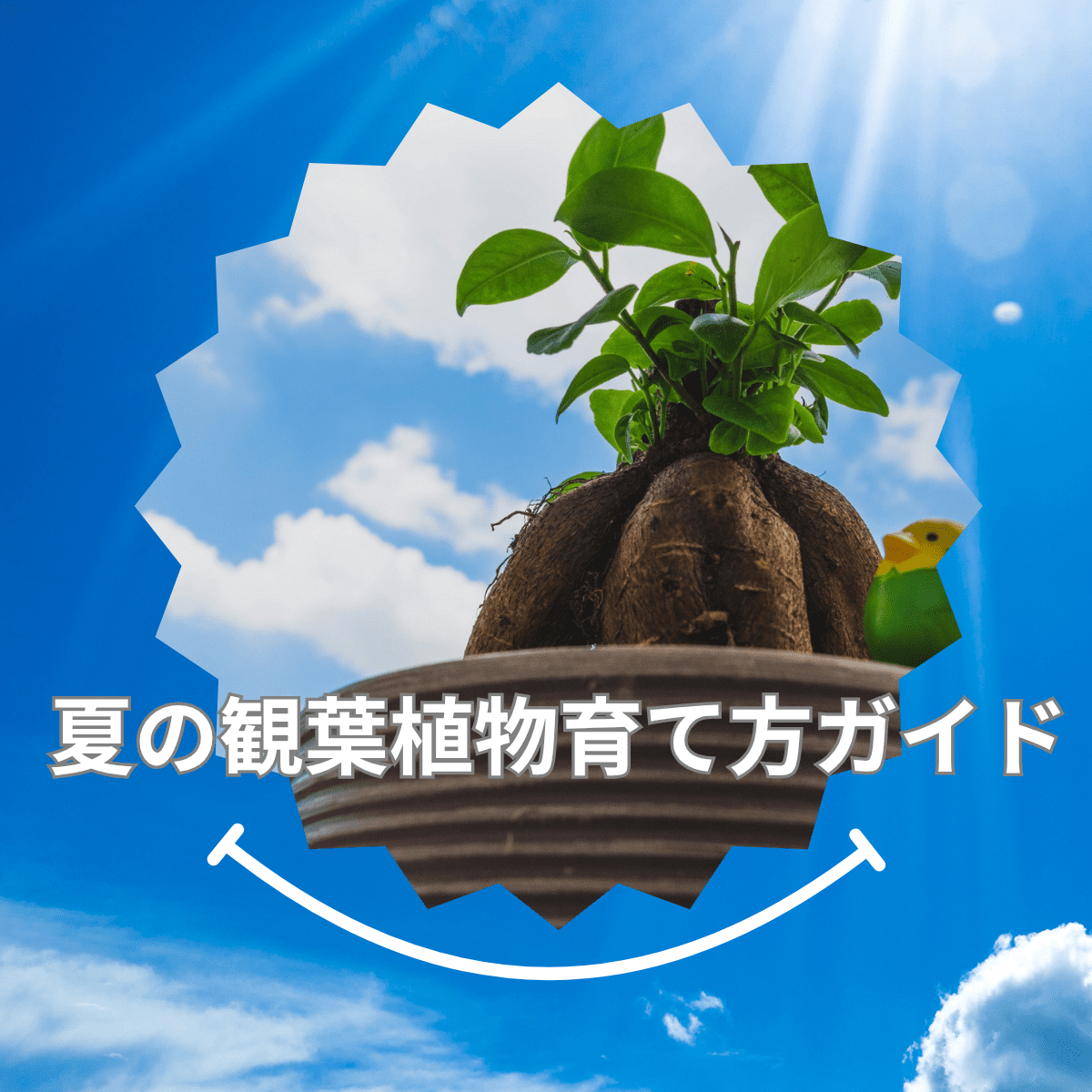 夏の観葉植物育て方ガイド：暑い季節に元気に育てるための管理方法
