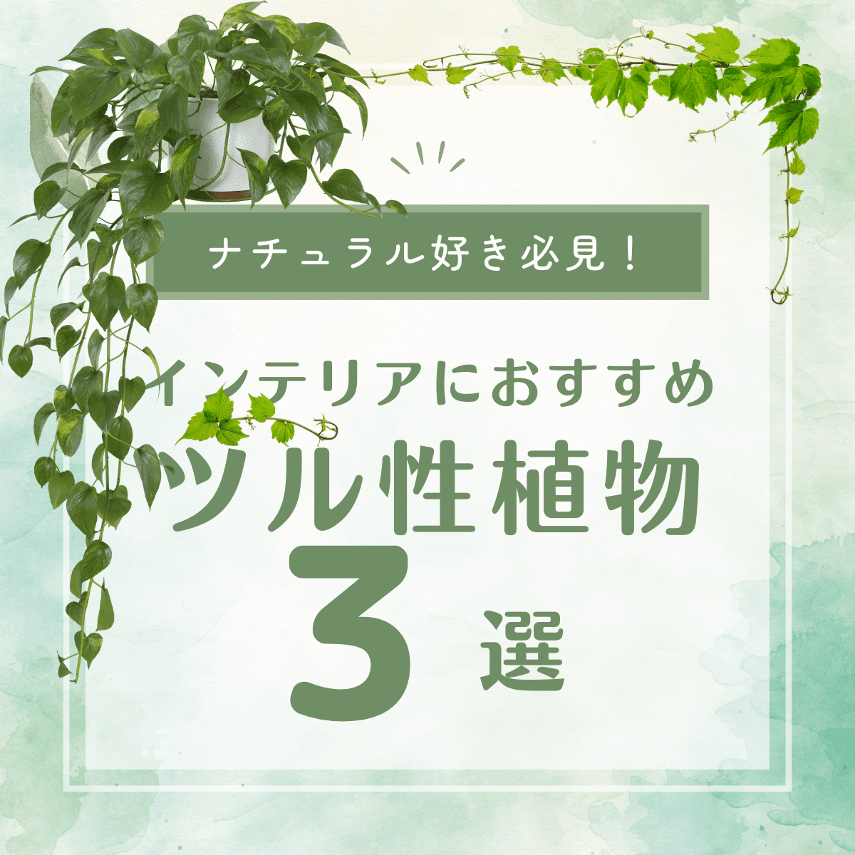 初心者におすすめ！育てやすいツル性観葉植物３選とその育て方