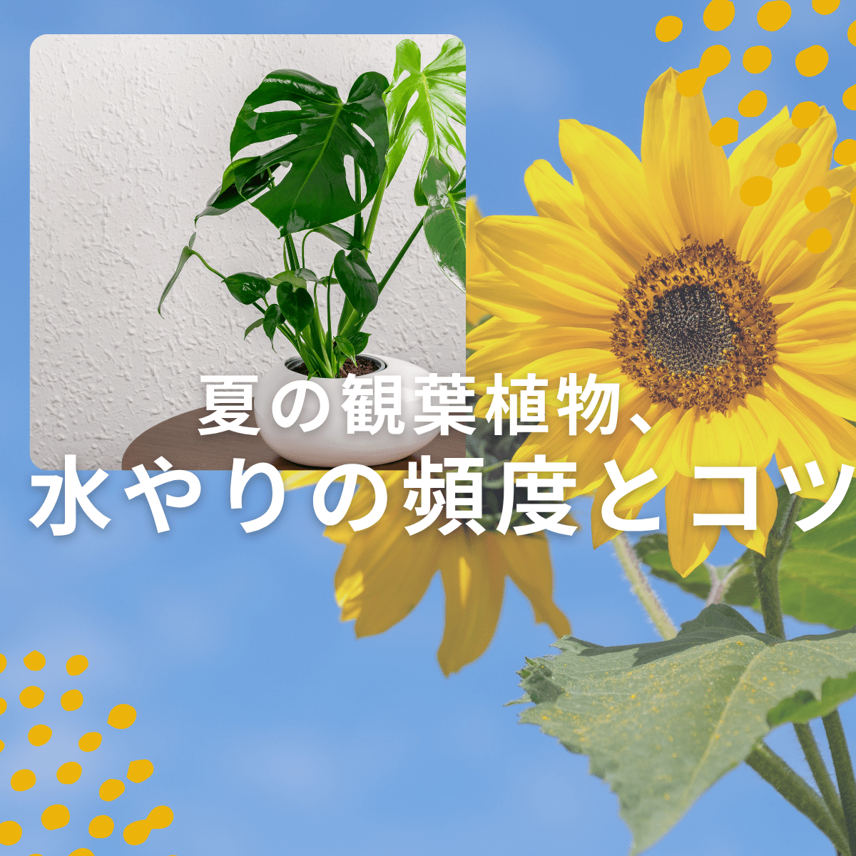 夏の観葉植物、水やりの頻度とコツを徹底解説！