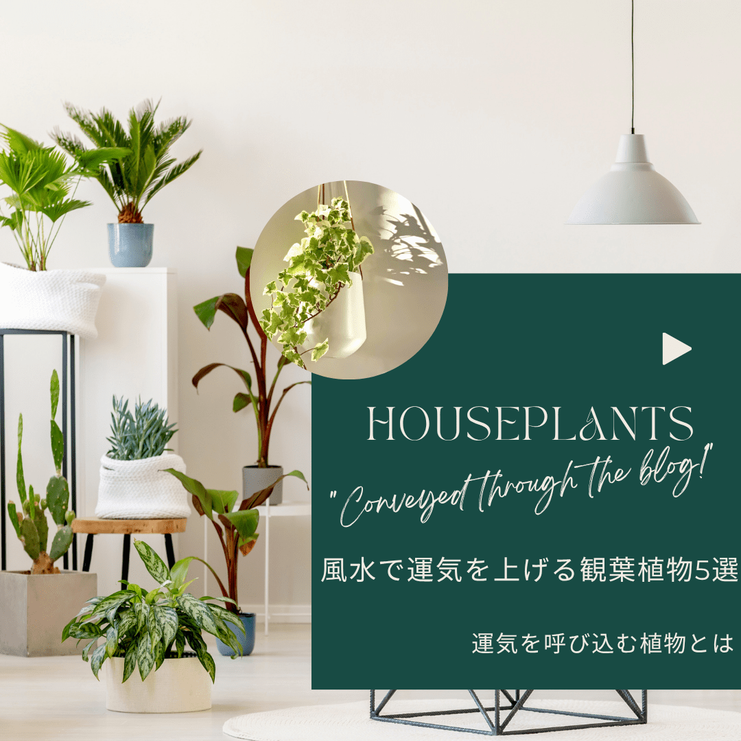 風水で運気を上げる観葉植物5選｜運気を呼び込む植物とは