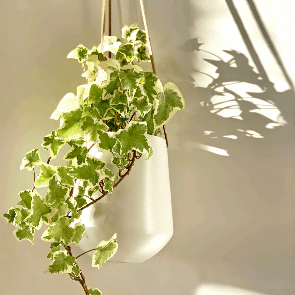 アイビーは「調和」や「愛情」を象徴する植物として人気があります。