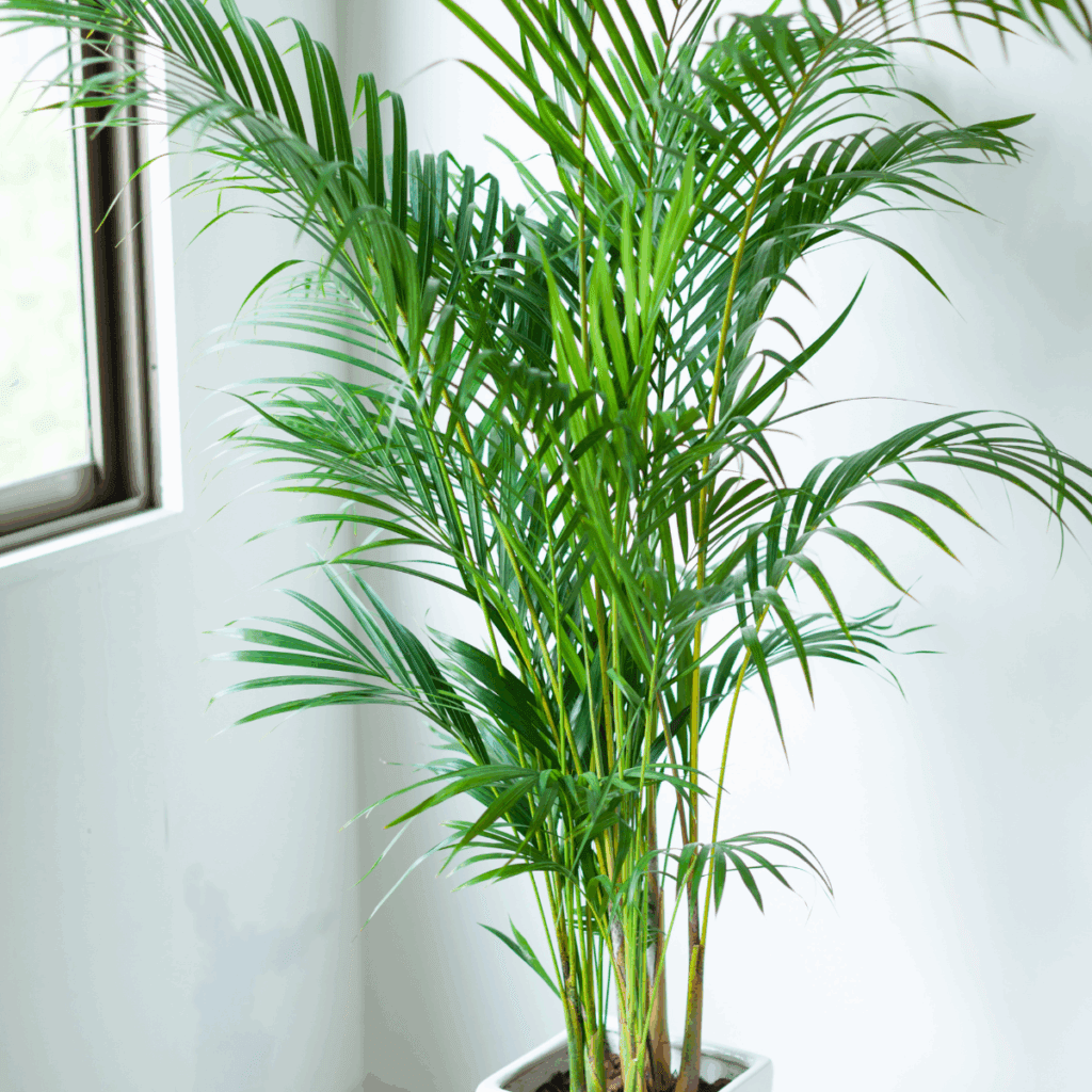 アレカヤシは、リラックスと安定をもたらす植物です。
風水では、家庭内の調和と平穏を促進するために最適とされています。